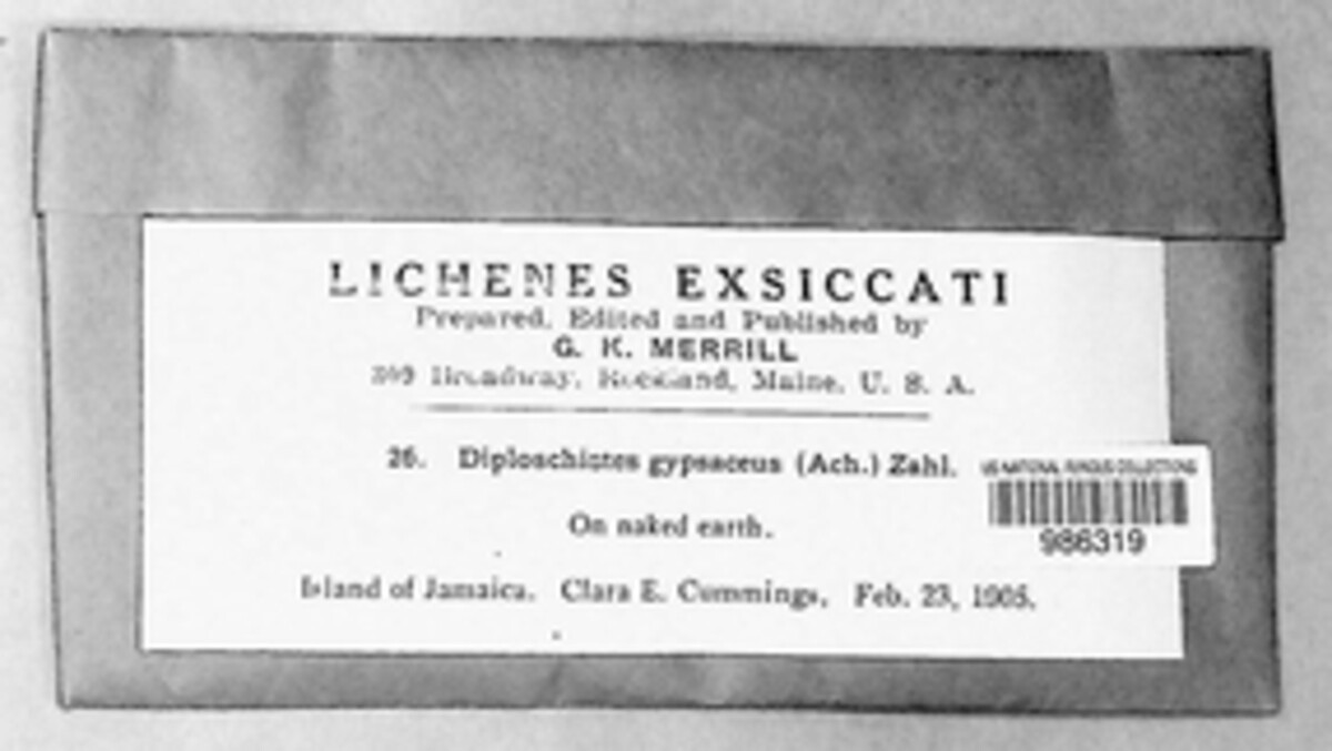 Diploschistes gypsaceus image